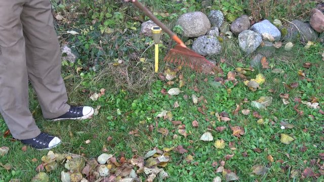 gardener raking autumn leaves from homestead yard