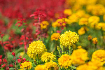 Natural flower background. colorful flowers blooming in garden under sunlight