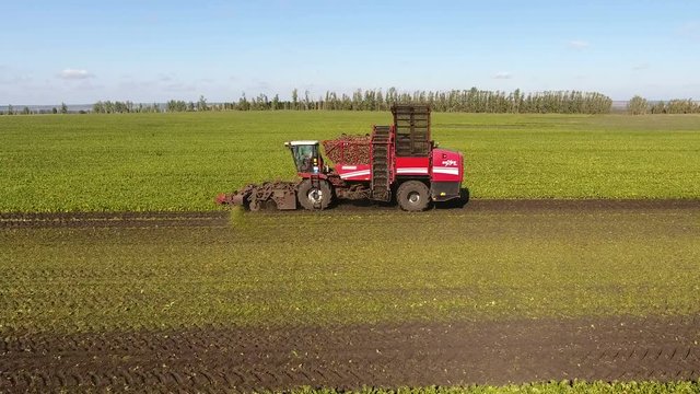 Aerial view of the modern combine harvester harvesting beetroots of sugar beet. 4K