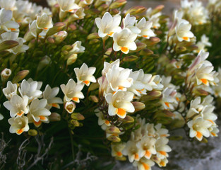 Beautiful blooming white freesia in a garden