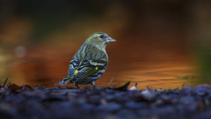 Siskin bird at waterside