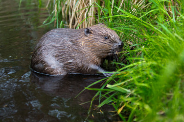 Freilebender Europäischer Biber am Ufer