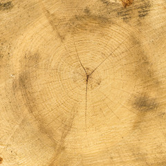 Naklejka premium Slice of wood timber natural background.