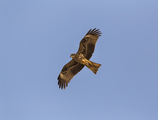 The steppe eagle