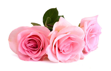 Obraz na płótnie Canvas Bunch of pink roses isolated on white
