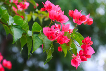 Closeup of bright red bougainvillea flowers. - obrazy, fototapety, plakaty
