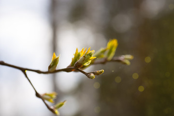 The first spring gentle leaves