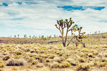 Cholla cactus and Saguaros cactus in Arizona desert landscape.