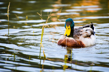 Colorful duck