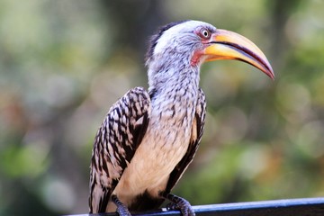 uccelli animale bucerotidae becca fauna