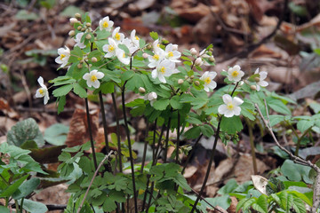 The first spring flowers