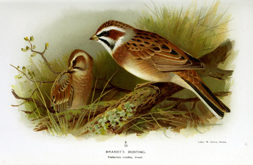 Illustration of a bird.