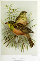 Illustration of a bird.