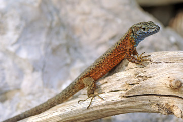 Pracht-Kieleidechse (Algyroides nigropunctatus) - Blue-throated keeled lizard © bennytrapp