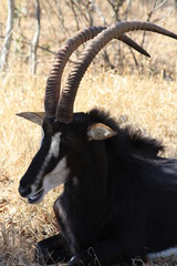 antilope animale mammifero africa fauna