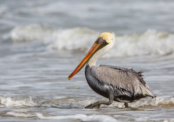 American Brown Pelican