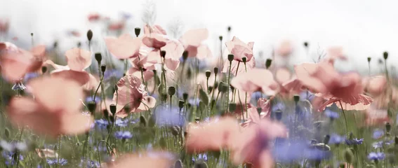 Foto op Plexiglas pastelkleurige klaprozen en korenbloemen, panorama © bittedankeschön