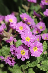 Obraz premium Pierwiosnek bezłodygowy