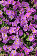 Pierwiosnek bezłodygowy