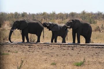 elefante africa natura dauna animale