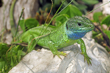 Obraz premium Smaragdeidechse (Lacerta viridis) - European green lizard