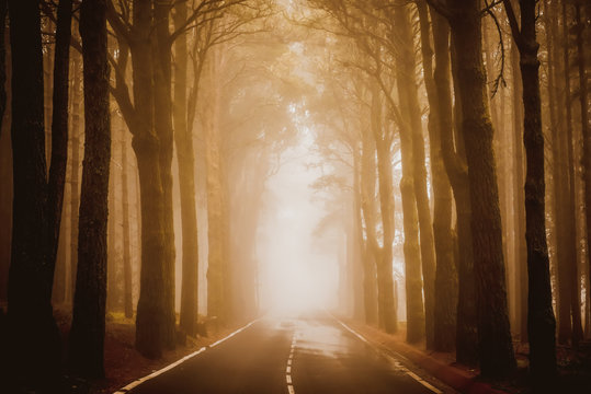 Asphalt road in foggy forest on Tenerife © Kotangens