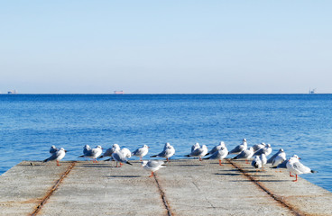 Fototapeta premium Seagulls flock sitting on a pier near the sea as nature background