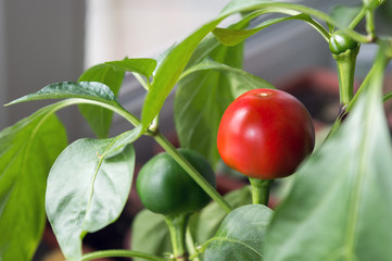 Large Red Cherry chili pepper pod ripening on plant on window sill