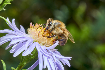 bee 33