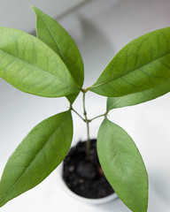 Potted lychee plant growing on window sill indoors