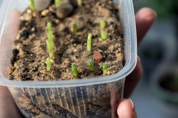 Closeup of cacti seedlings, frailea castanea growing from seeds on window sill, exotic succulent plant from Argentina, Brazil and Uruguay
