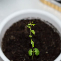 Month-old seedling of dwarf pomegranate, punica granatum v. nana growing from seed in pot