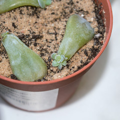 Echeveria leaf propagation in sand