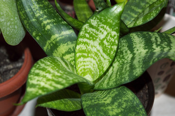 Closeup of sansevieria rosette, low maintenance succulent houseplant with patterned foliage