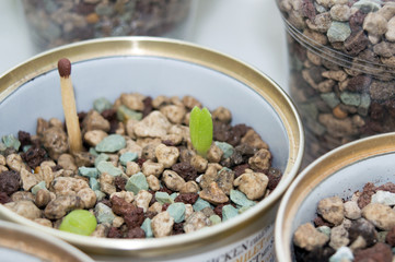 Seedling of Faucaria tigrina growing in small pot on window sill, exotic succulent houseplant and endemic to South Africa