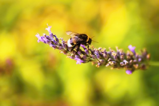 Bumble-bee on lavender on golden blurry background.