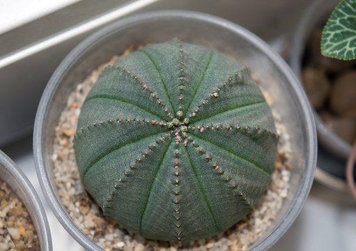 Baseball Plant" Images  Browse 38 Stock Photos, Vectors, and Video | Adobe  Stock