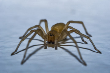spider 8