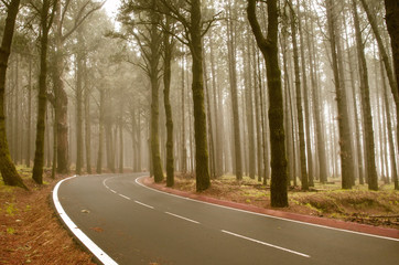 Fototapeta premium Asphalt road in foggy forest on Tenerife