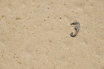 Dried seahorse on the sand.
