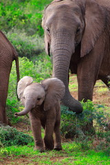 Fototapeta na wymiar Baby elephant running with parents
