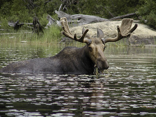 bull moose 3