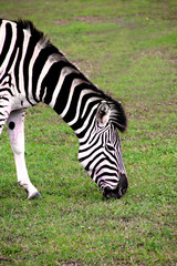 Fototapeta na wymiar Zebra grazing