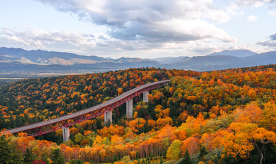a autumn forest in Hokkaido , Japan with a high way through the forest at Mikuni Pass - obrazy, fototapety, plakaty