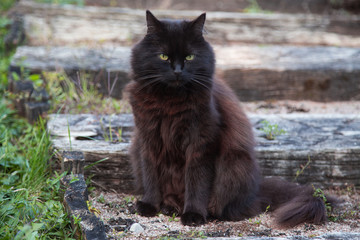 Chat