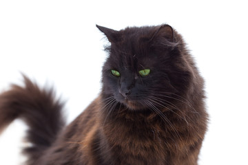 Chat