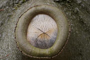 Fototapeta premium Baumauge Baum Ast rund Wald