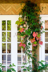 Colorful leaves in fall near a windowsill