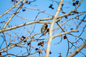Obraz premium redpoll sitting on a branch of a winter day