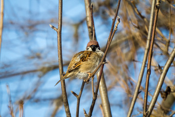 the sparrow sits on a branch on a frosty sunny day